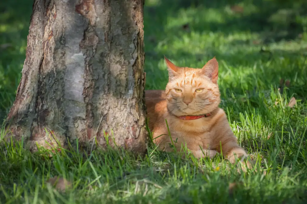 Cat under shade tree | mobile home living