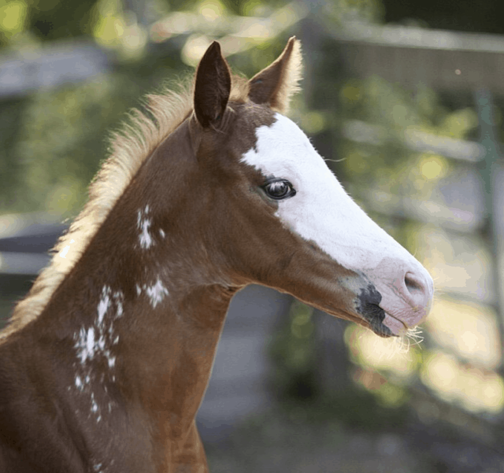 Baby horse in Honey Hollow - country chic mobile home 