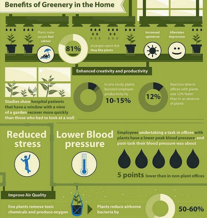 benefits of indoor plants infographic