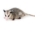 Mobile home pest control-rodent
