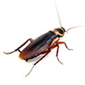Mobile home pest control-bug