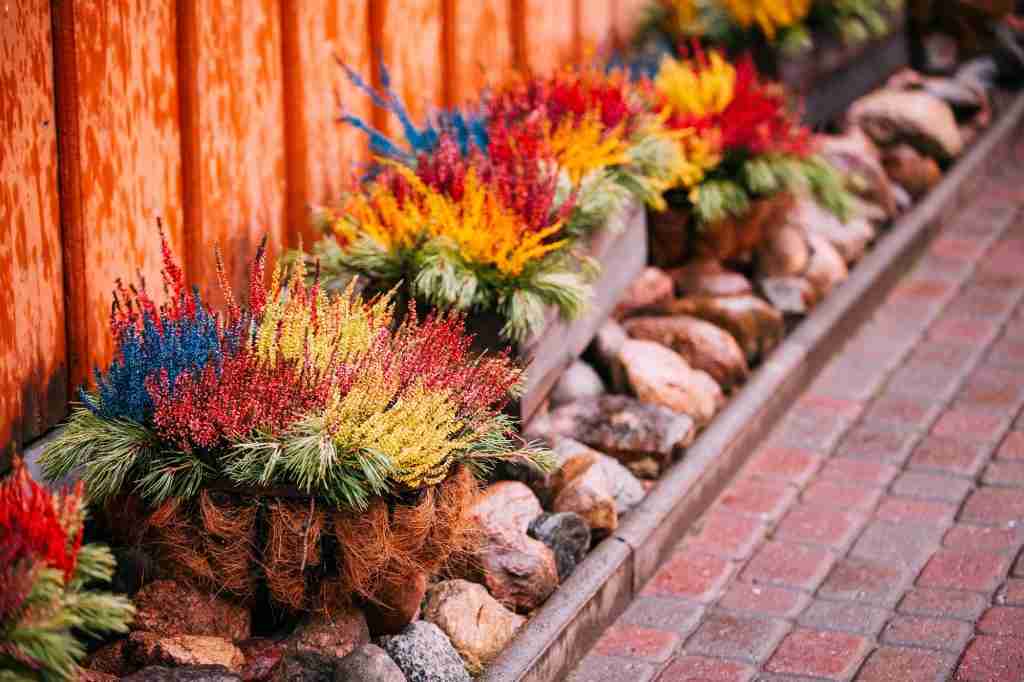 Bush Of Colorful Calluna Plants In Pots In Garden Flower-Bed