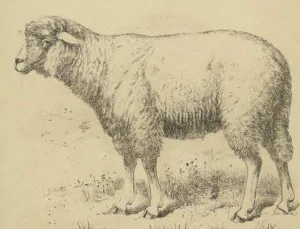 free sheep printable