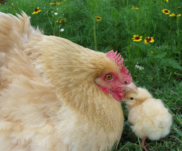 Homesteading with a manufactured home