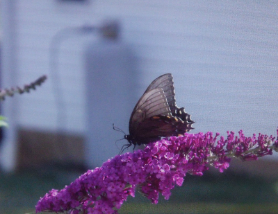 Homesteading with a manufactured home