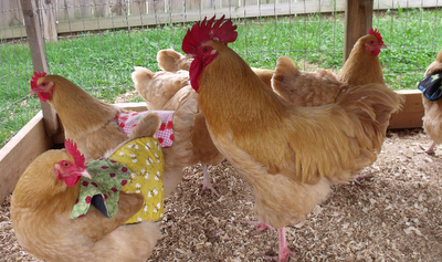 Homesteading with a manufactured home