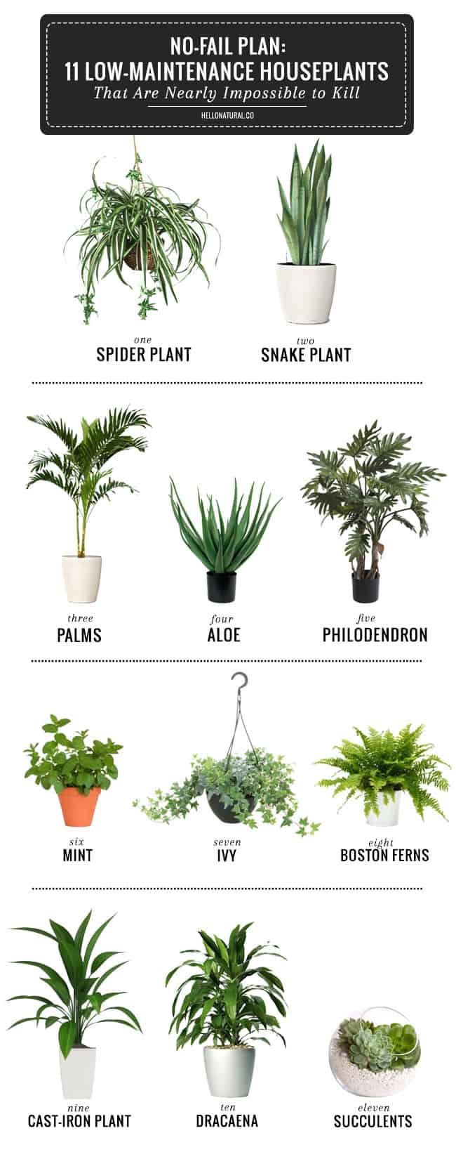 mobile home decor ideas-hard to kill plants