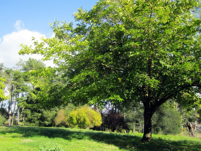 divine double wide-lawn